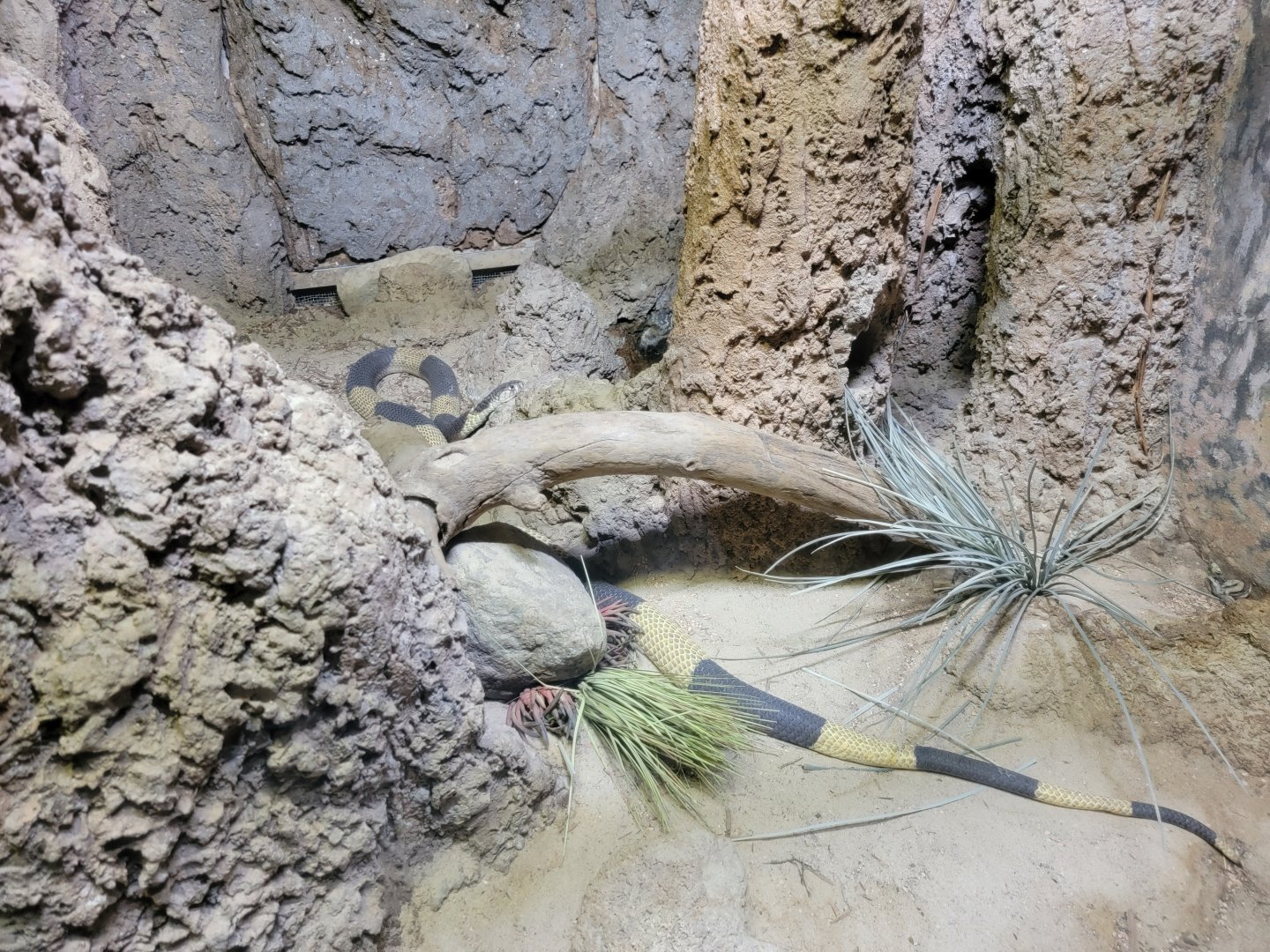 Bronx - RH - Egyptian Cobra (Banded cobra?)