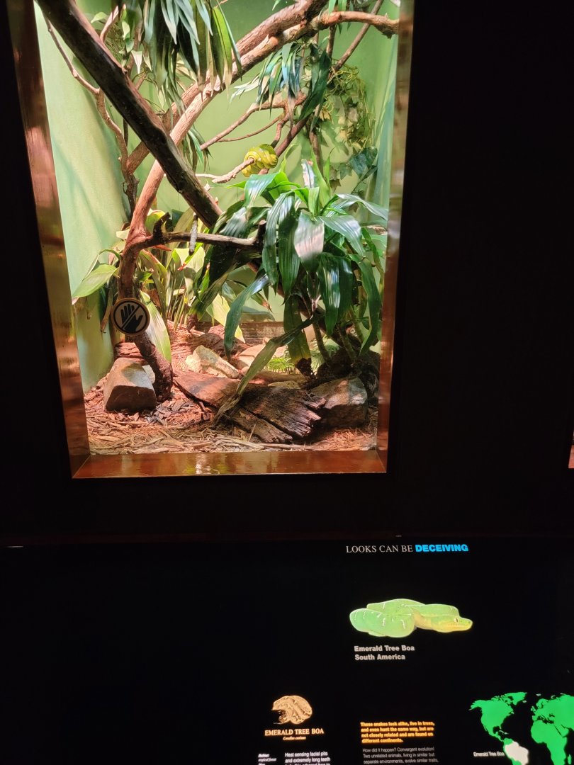 Bronx - RH - Emerald Tree Boa