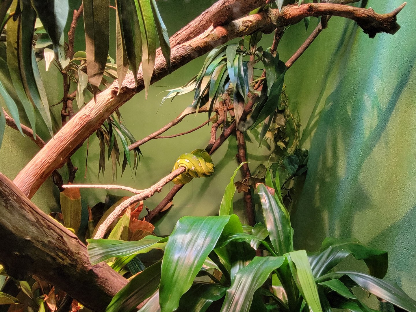 Bronx - RH - Emerald Tree Boa