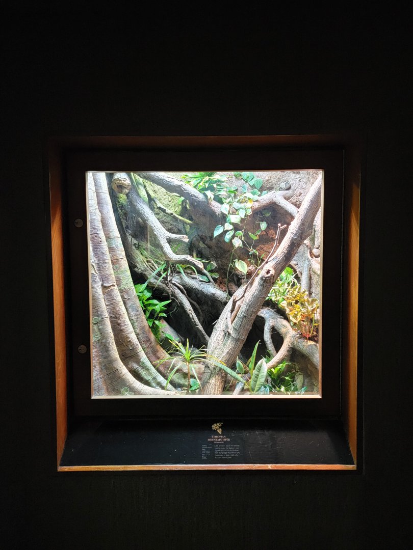 Bronx - RH - Ethiopian Mountain Viper