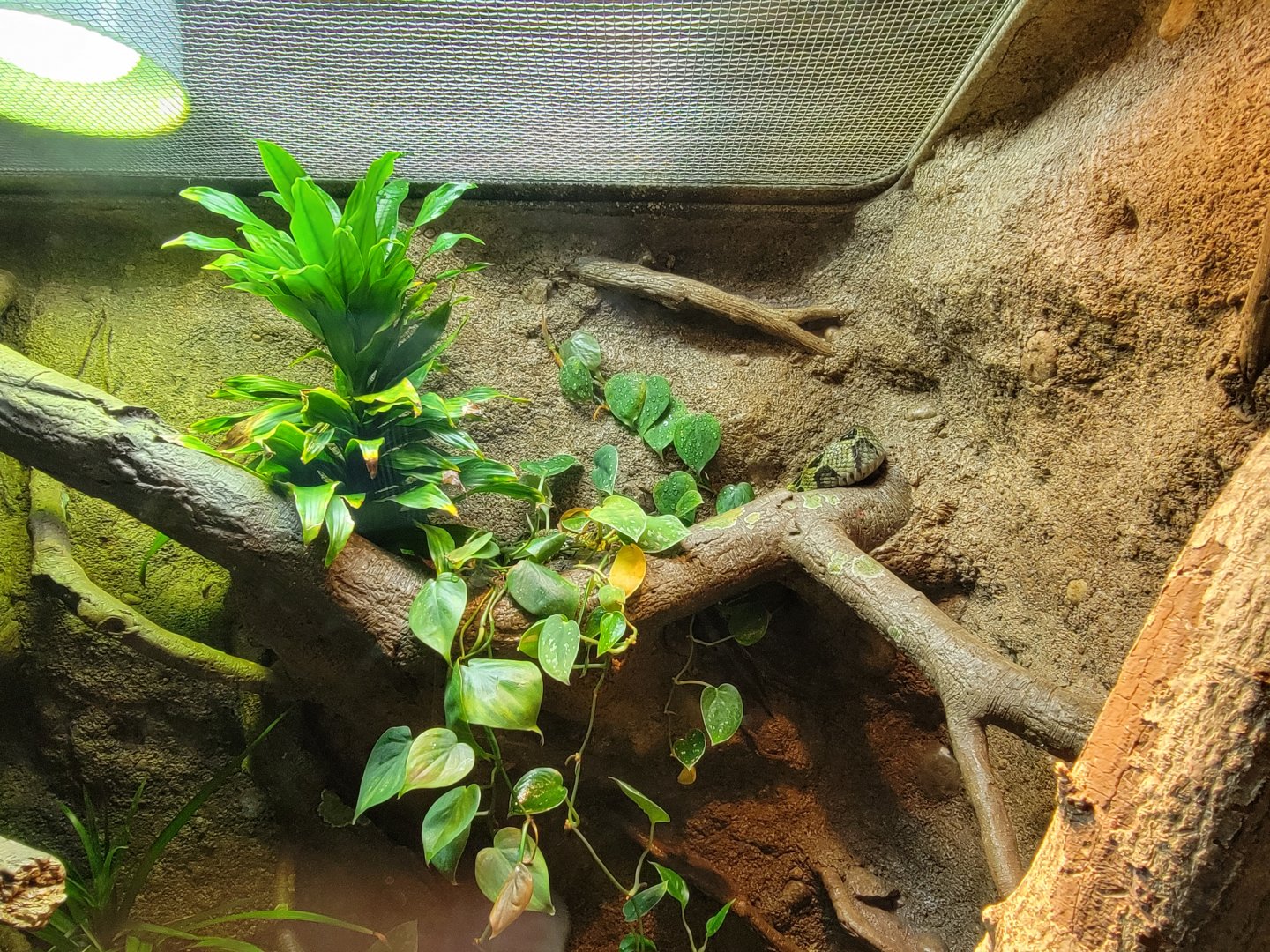 Bronx - RH - Ethiopian Mountain Viper