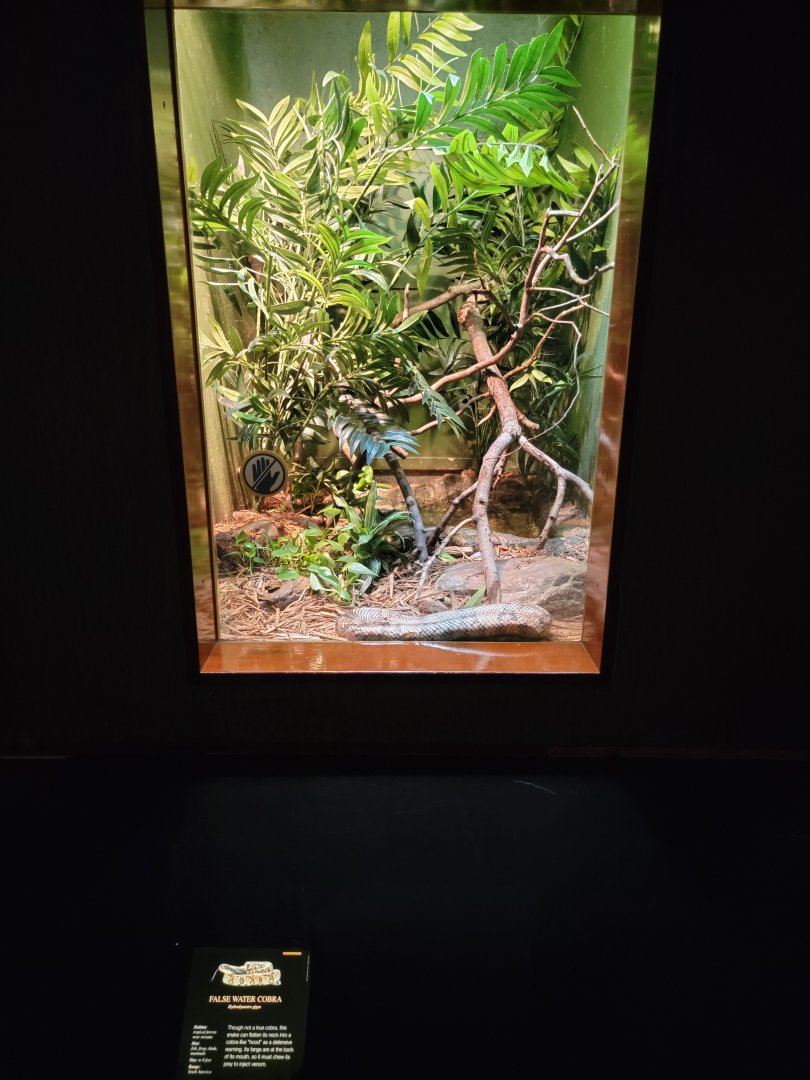 Bronx - RH - False Water Cobra