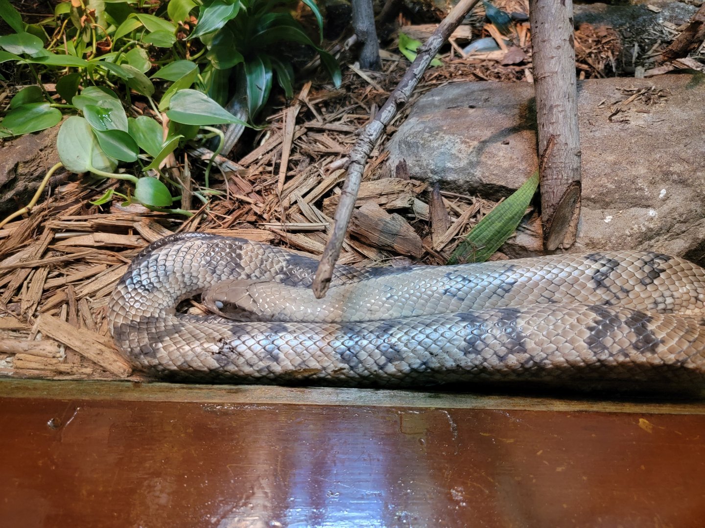 Bronx - RH - False Water Cobra