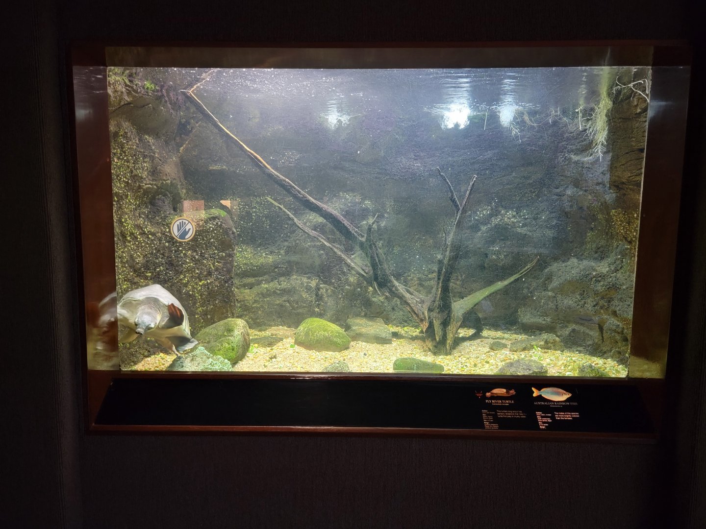 Bronx - RH - Fly River Turtle, Australian Rainbow Fish