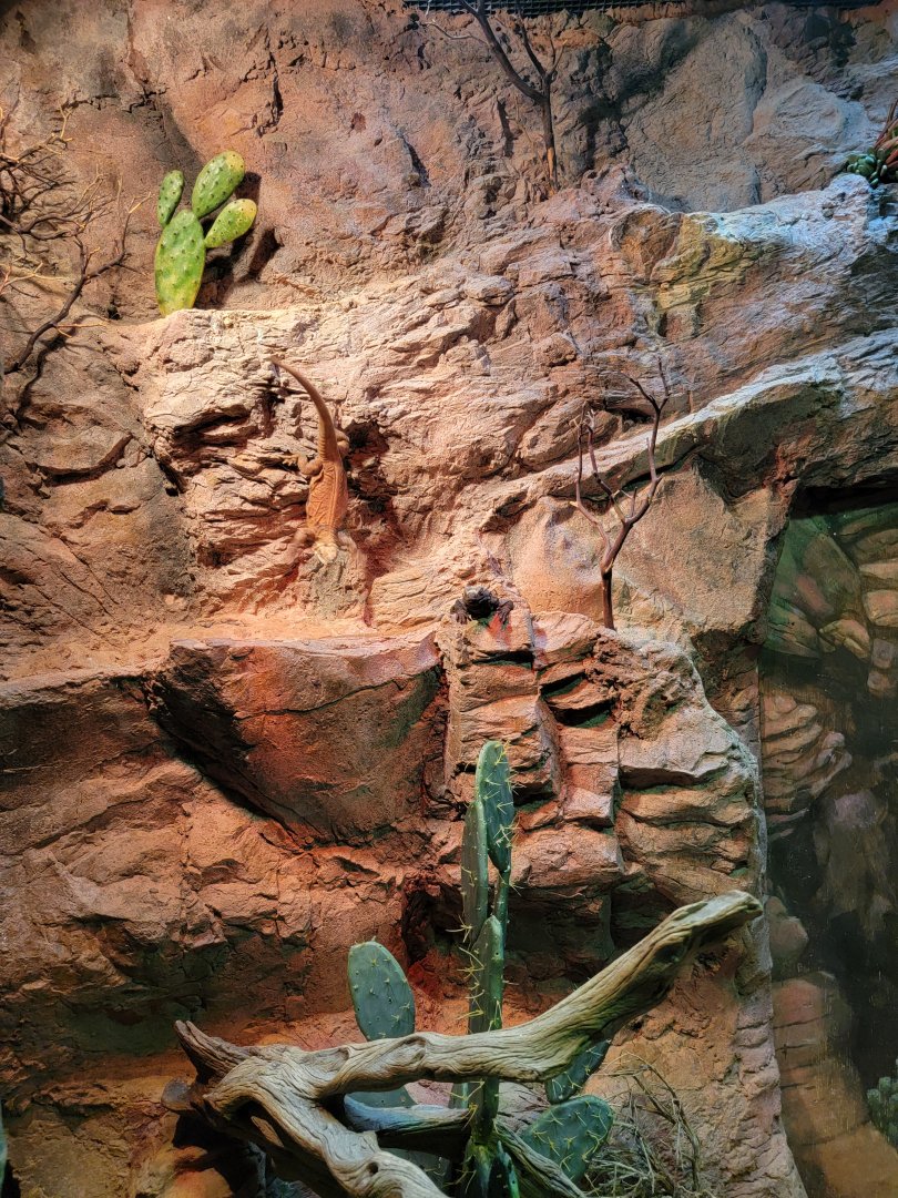 Bronx - RH - Flying Chuckwalla