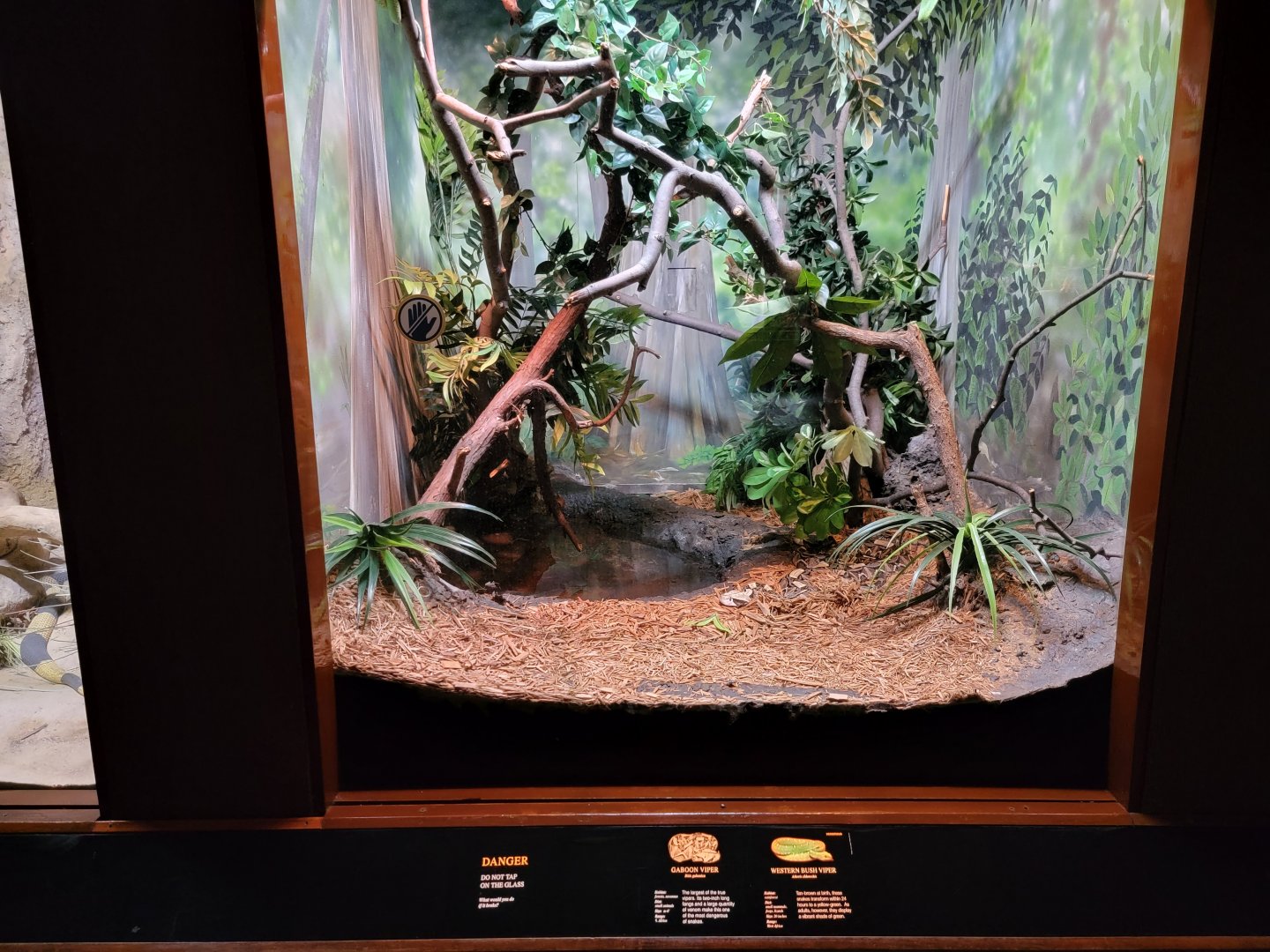 Bronx - RH - Gaboon Viper, Western Bush Viper