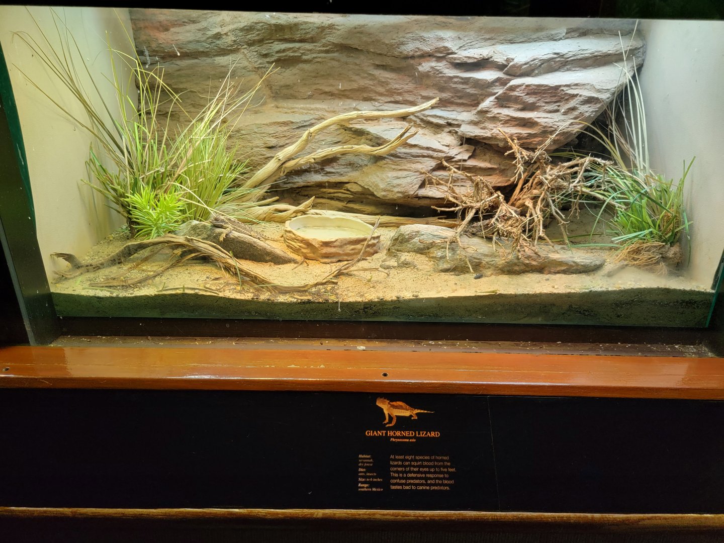 Bronx - RH - Giant Horned Lizard