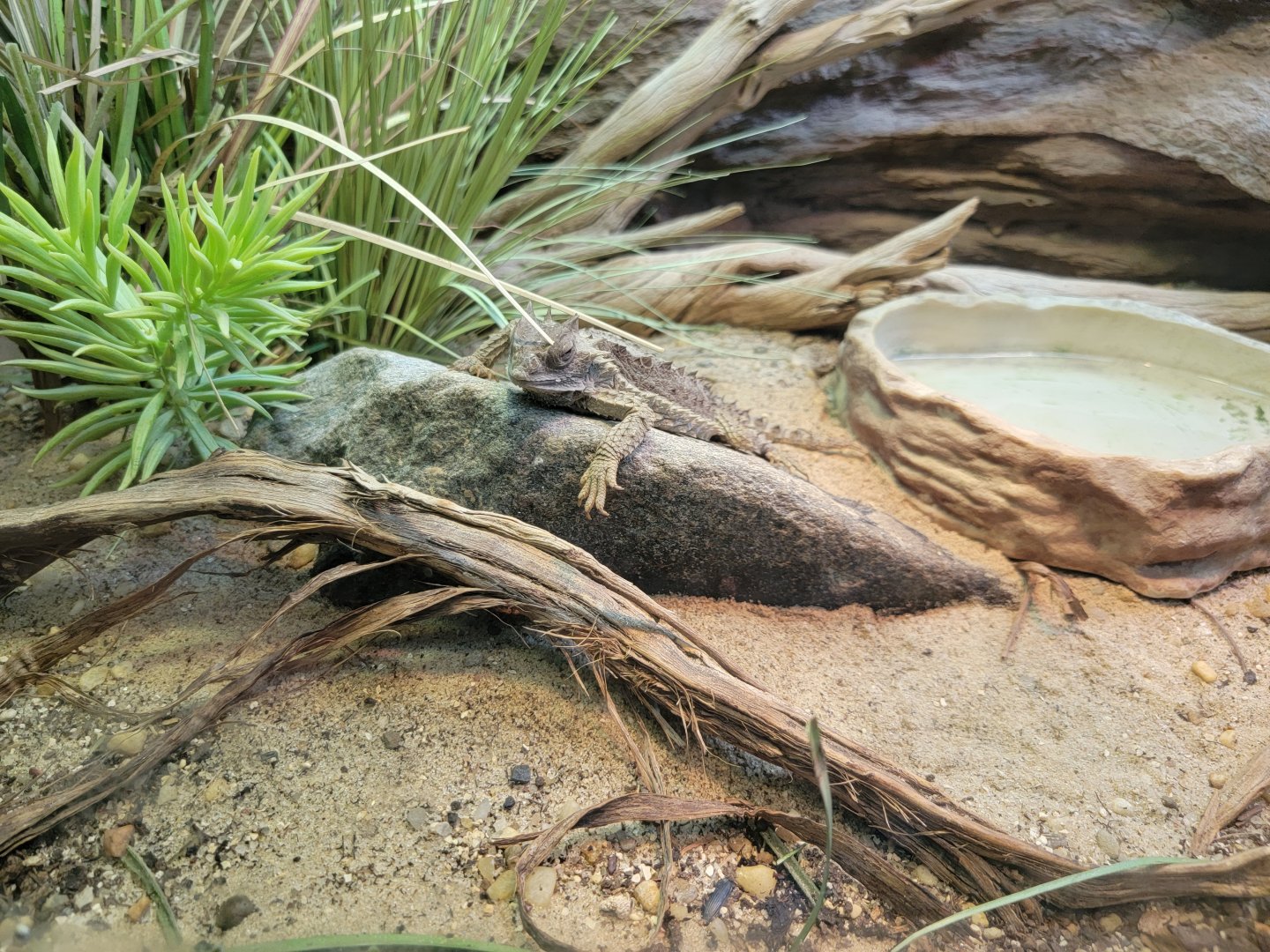 Bronx - RH - Giant Horned Lizard