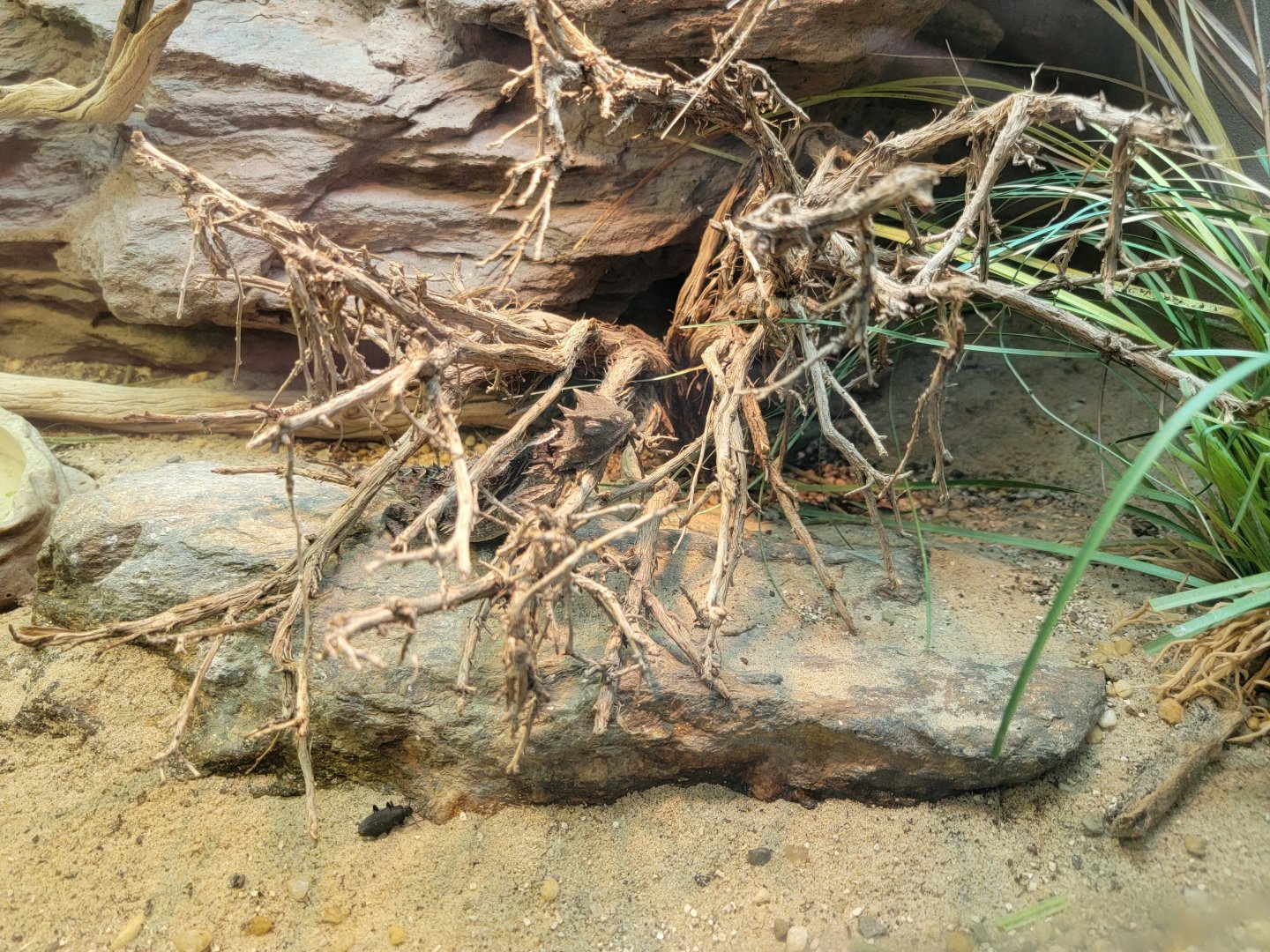 Bronx - RH - Giant Horned Lizard