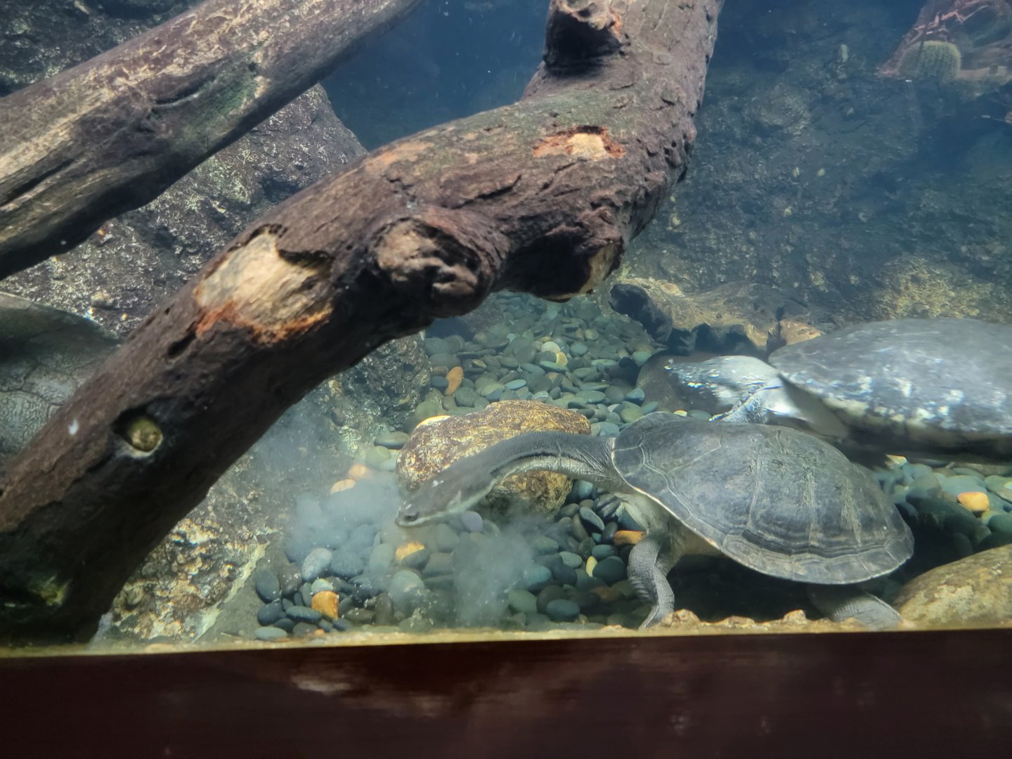 Bronx - RH - Giant Snake-necked Turtle