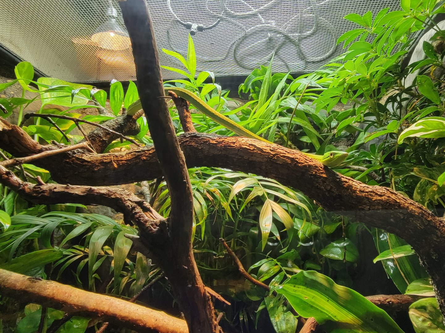 Bronx - RH - Giant Vine Snake