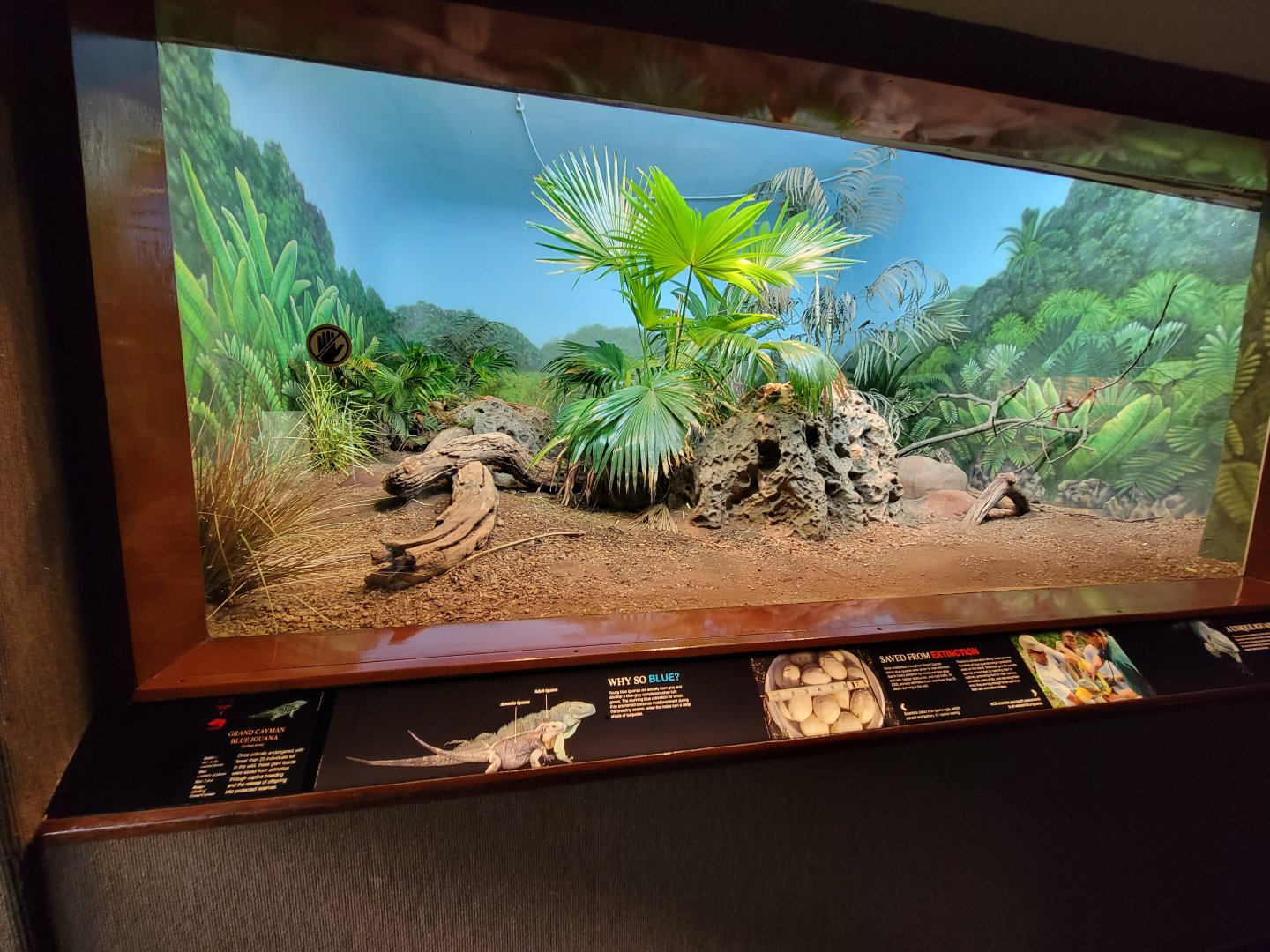 Bronx - RH - Grand Cayman Blue Iguana