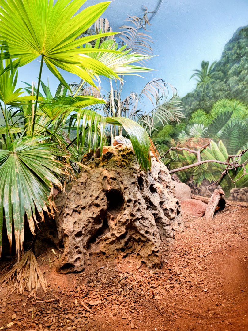 Bronx - RH - Grand Cayman Blue Iguana