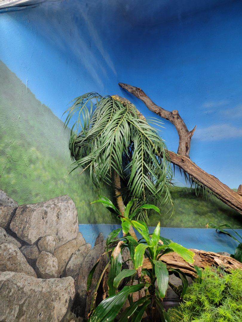 Bronx - RH - Gray's Monitor