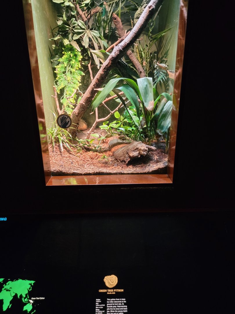 Bronx - RH - Green Tree Python