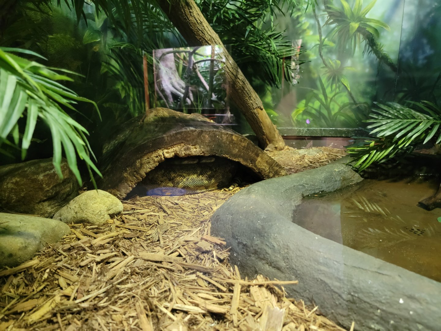 Bronx - RH - Hog Island Boa