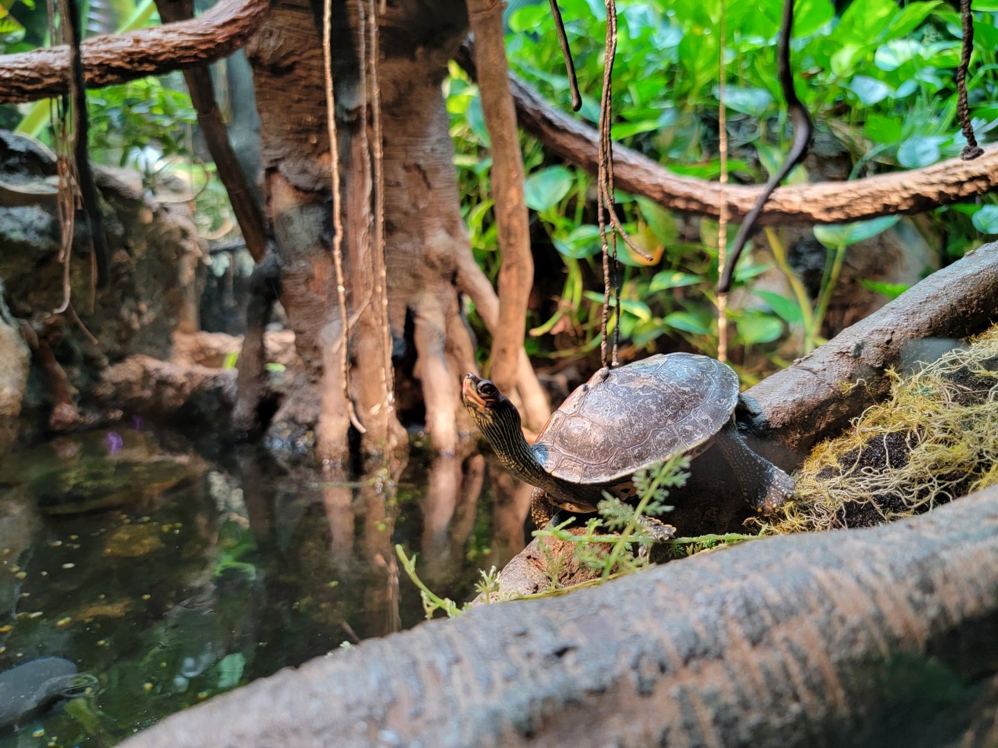 Bronx - RH - Indian Roofed Turtle