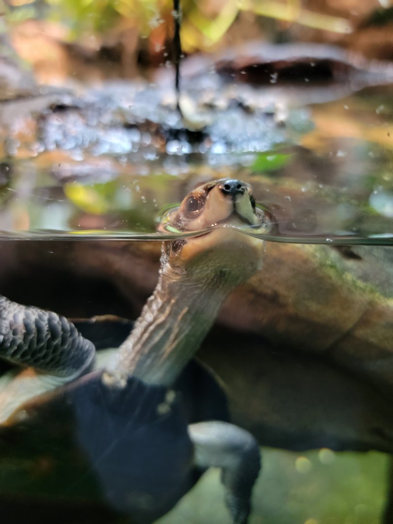 Bronx - RH - Indian Roofed Turtle