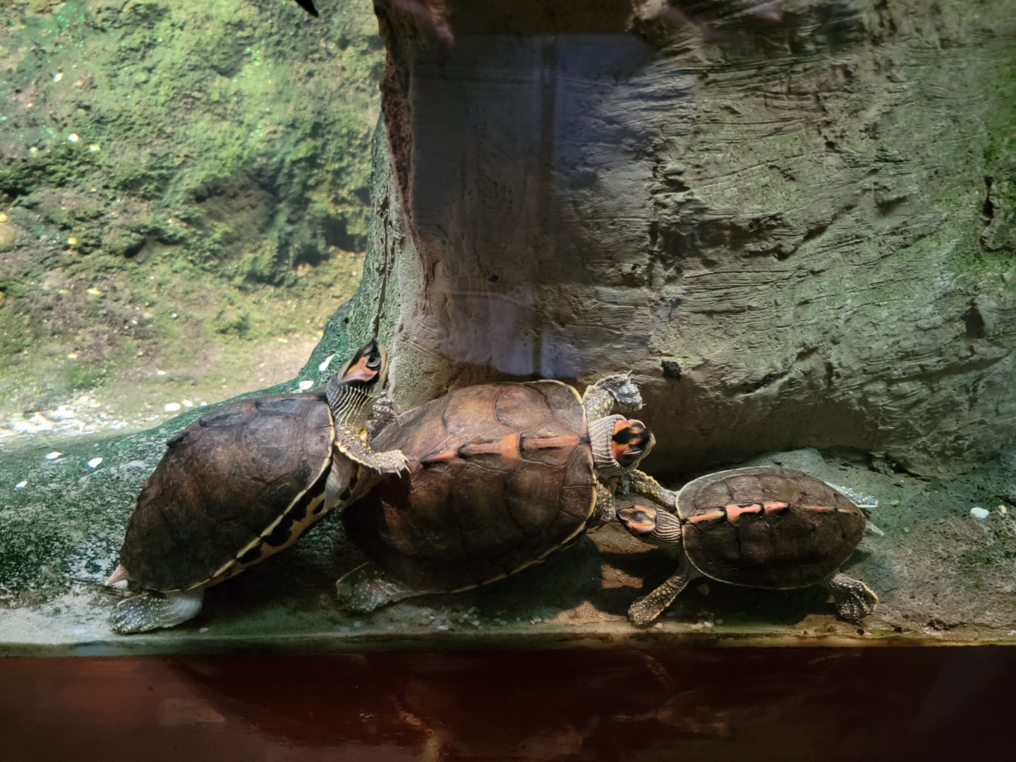 Bronx - RH - Indian Roofed Turtles