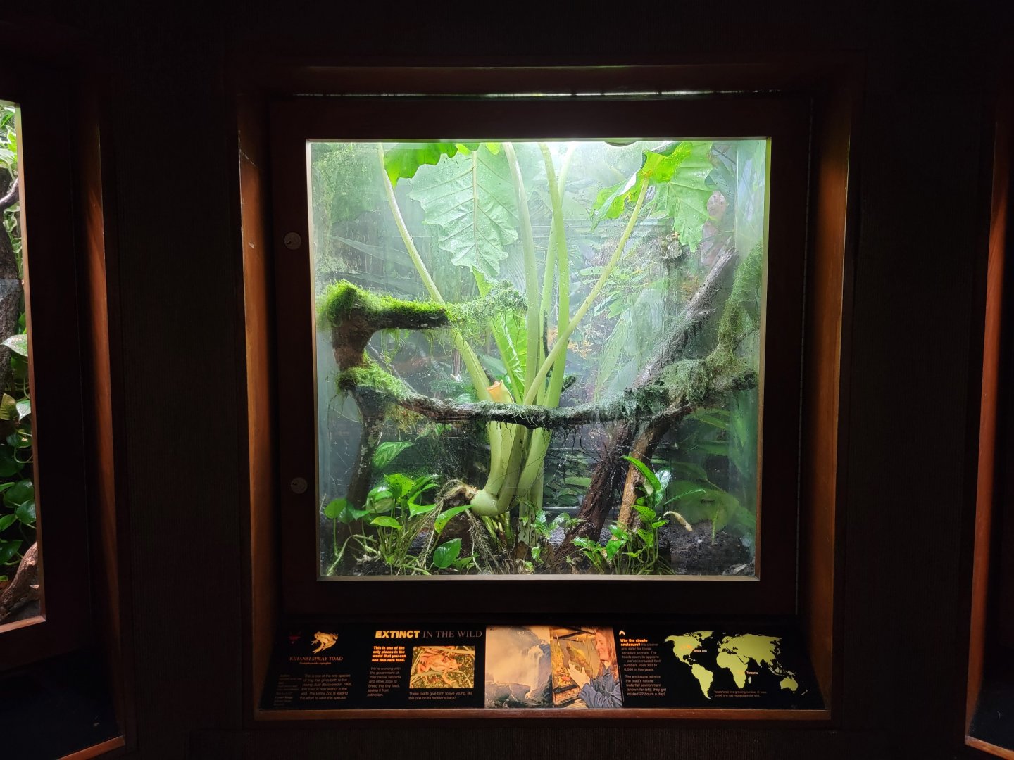 Bronx - RH - Kihansi Spray Toads