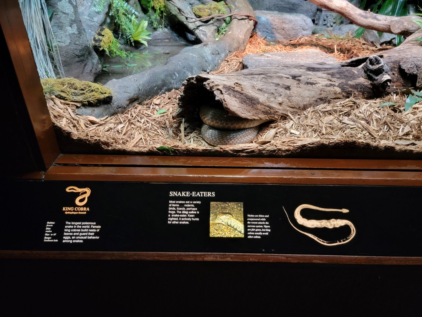 Bronx - RH - King Cobra