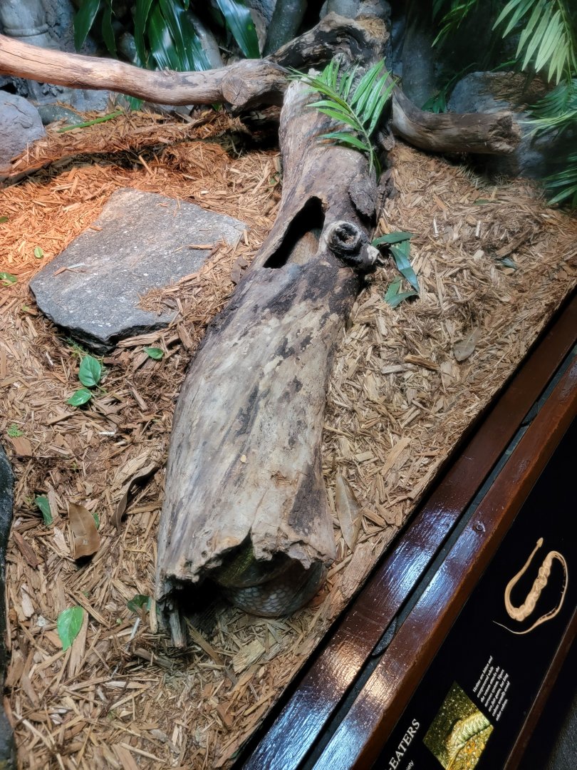 Bronx - RH - King Cobra