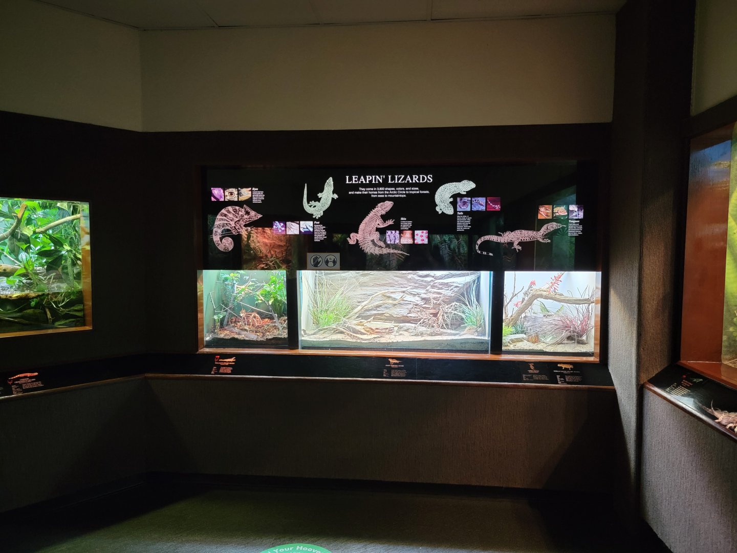 Bronx - RH - Lizards