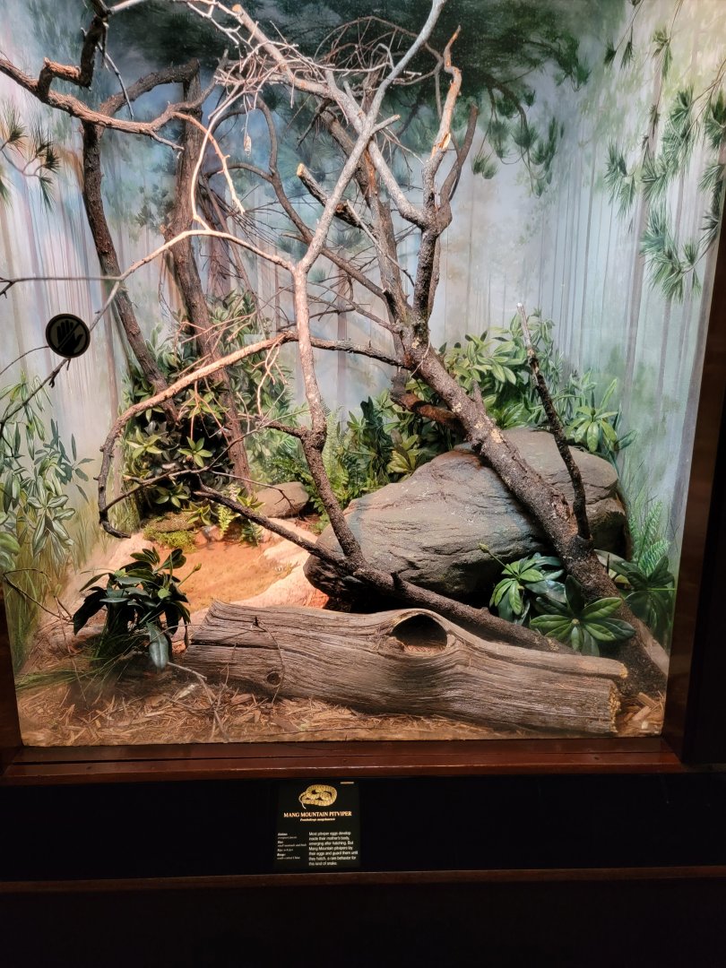 Bronx - RH - Mangshan Mountain Pitvipers