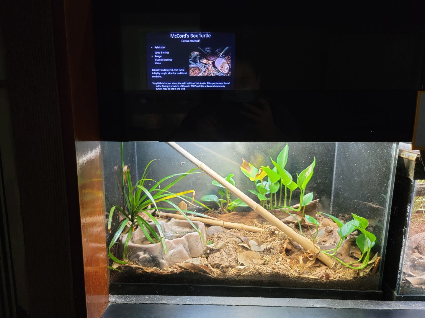Bronx - RH - McCord's Box Turtles, nursery