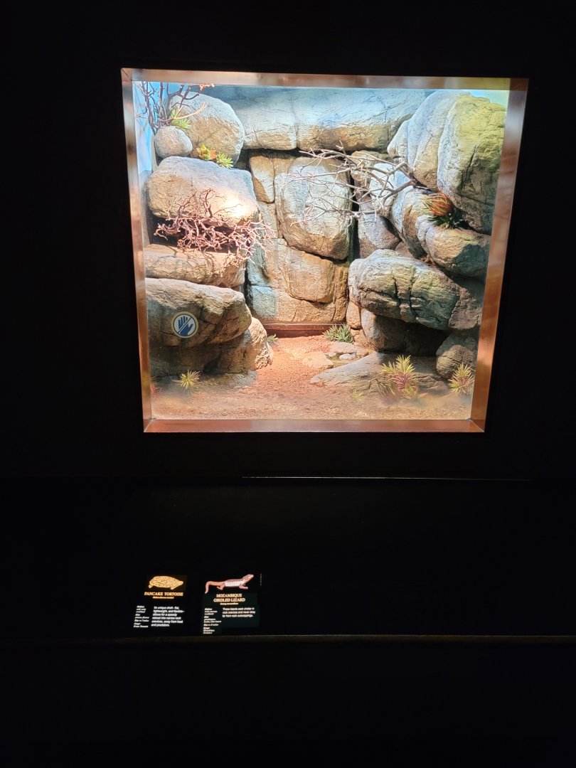 Bronx - RH - Pancake Tortoise, Mozambique Girdled Lizard