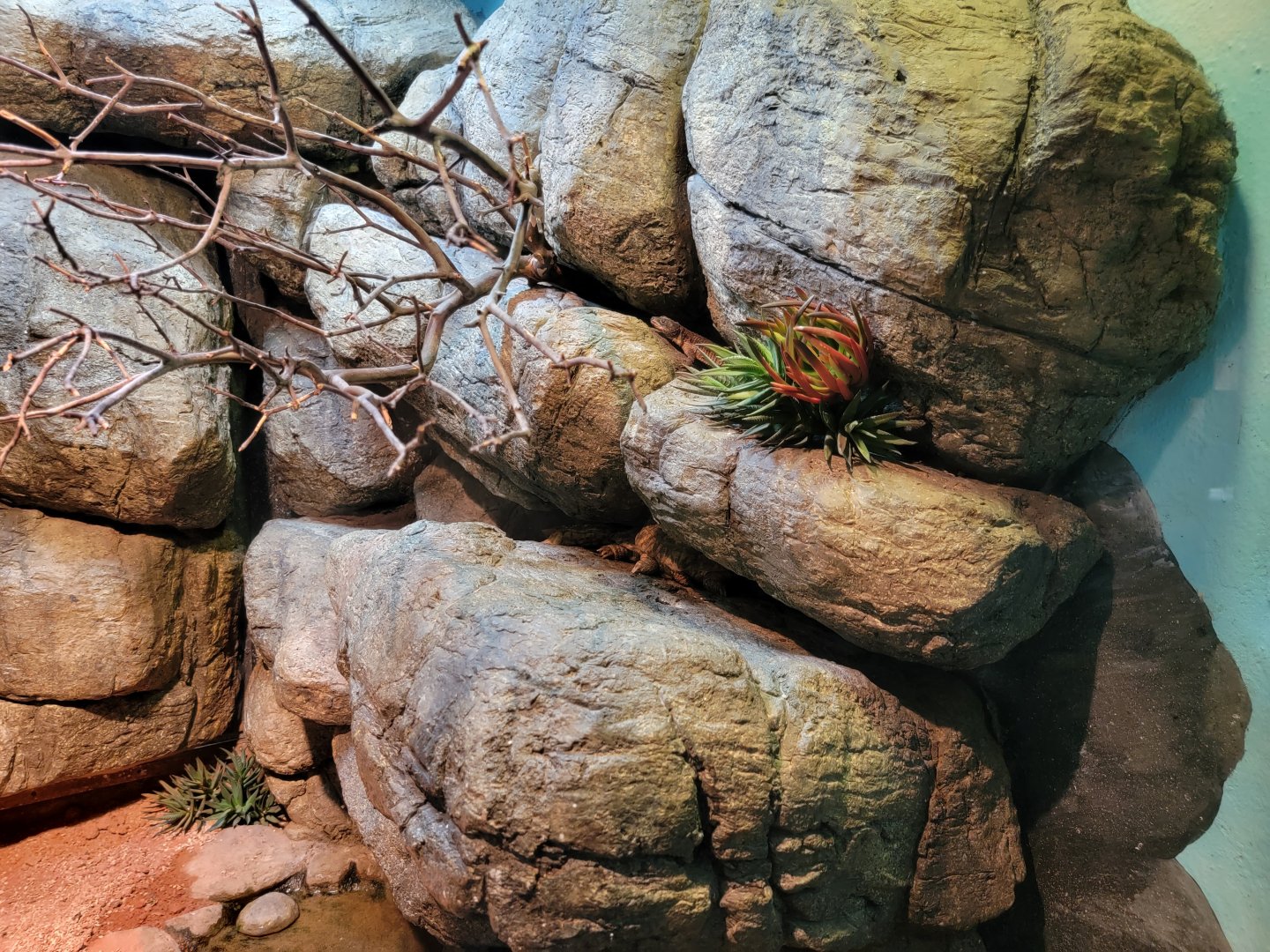 Bronx - RH - Pancake Tortoise, Mozambique Girdled Lizard