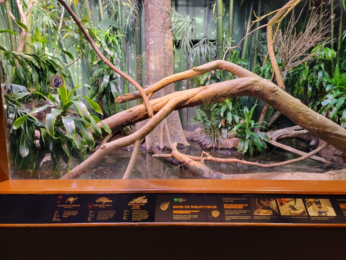 Bronx - RH - Philippine Sailfin Lizard, Painted River Terrapin, Mary River Turtle