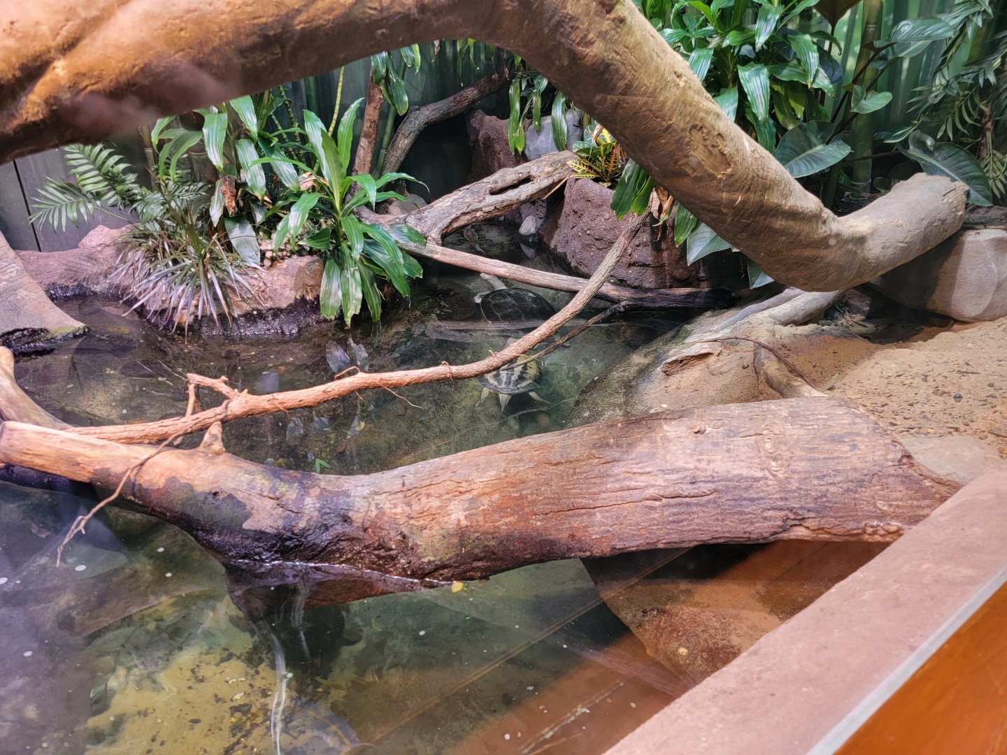 Bronx - RH - Philippine Sailfin Lizard, Painted River Terrapin, Mary River Turtle