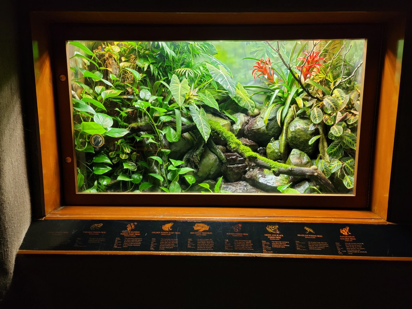 Bronx - RH - Poison Dart Frogs