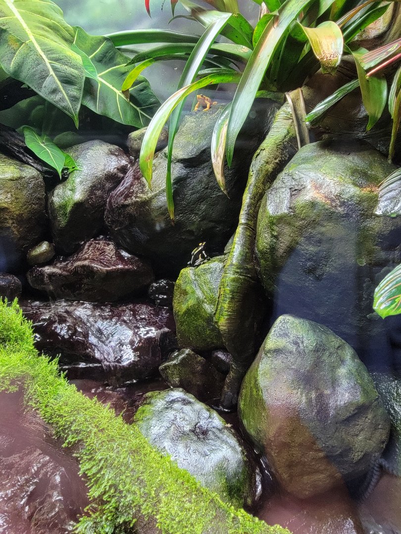 Bronx - RH - Poison Dart Frogs