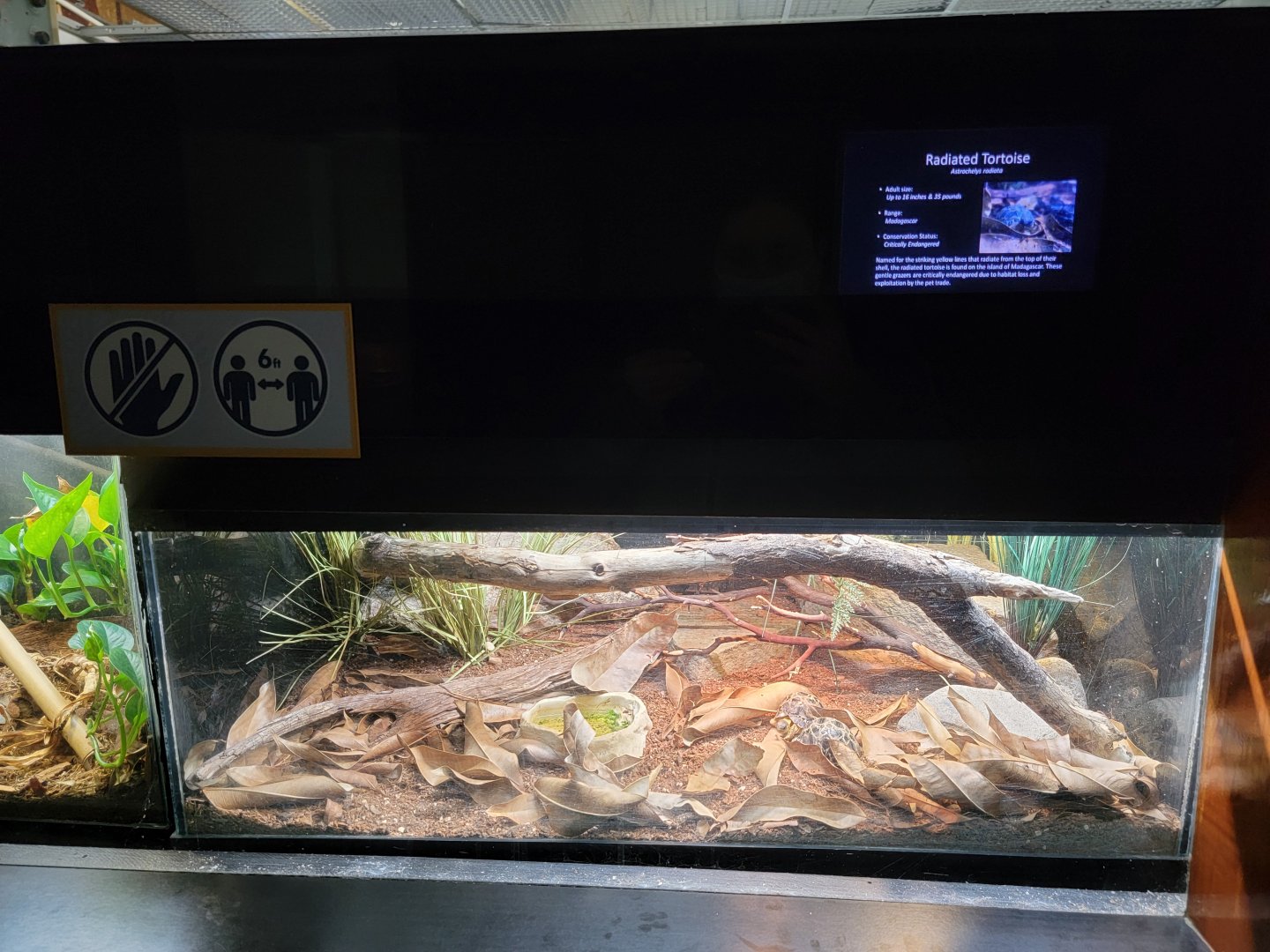 Bronx - RH - Radiated Tortoises, nursery