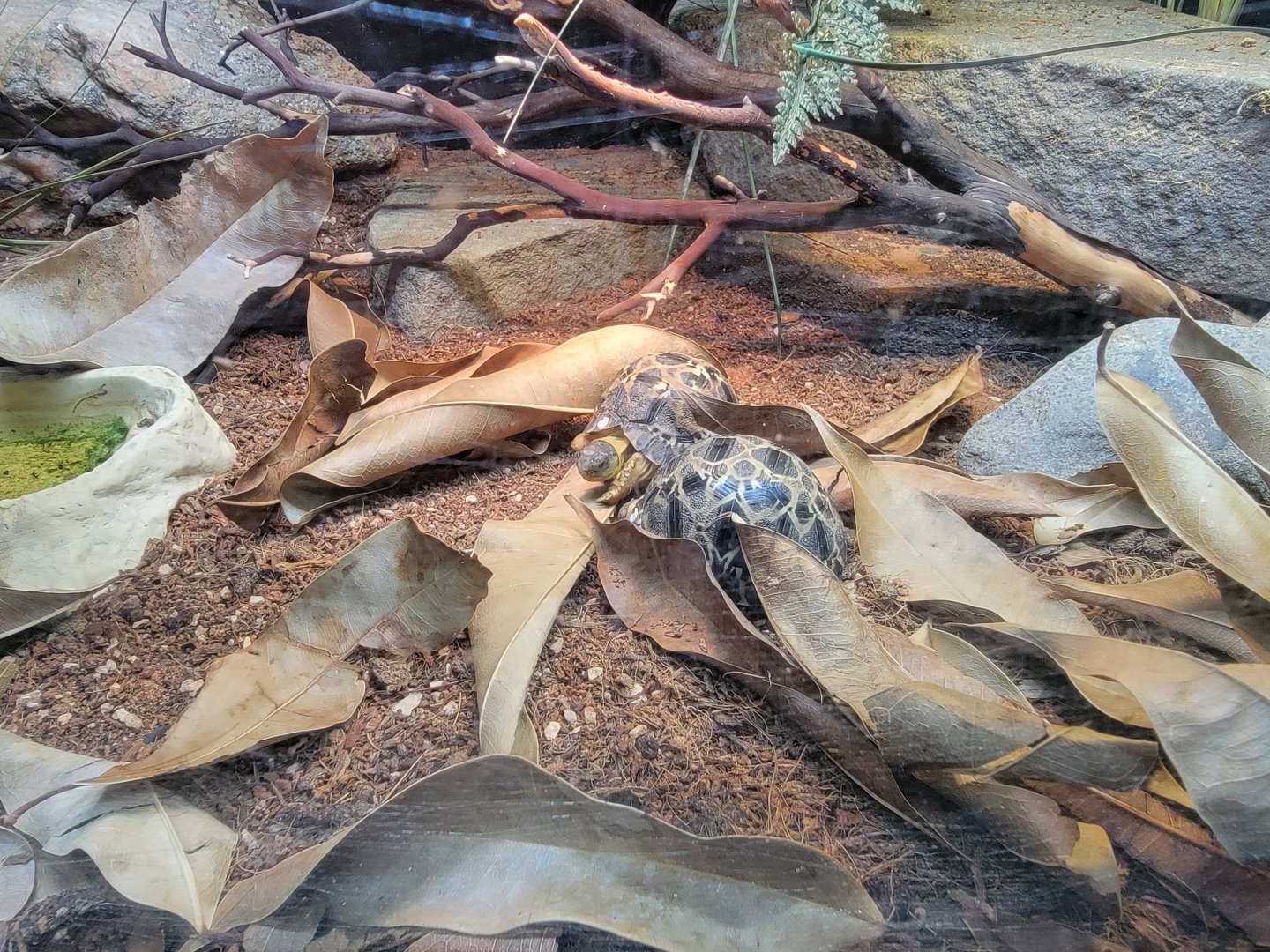 Bronx - RH - Radiated Tortoises, nursery