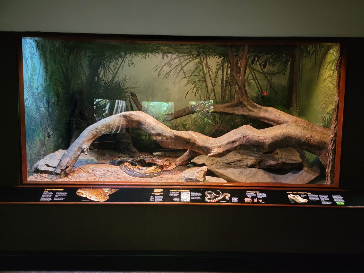 Bronx - RH - Reticulated Pythons