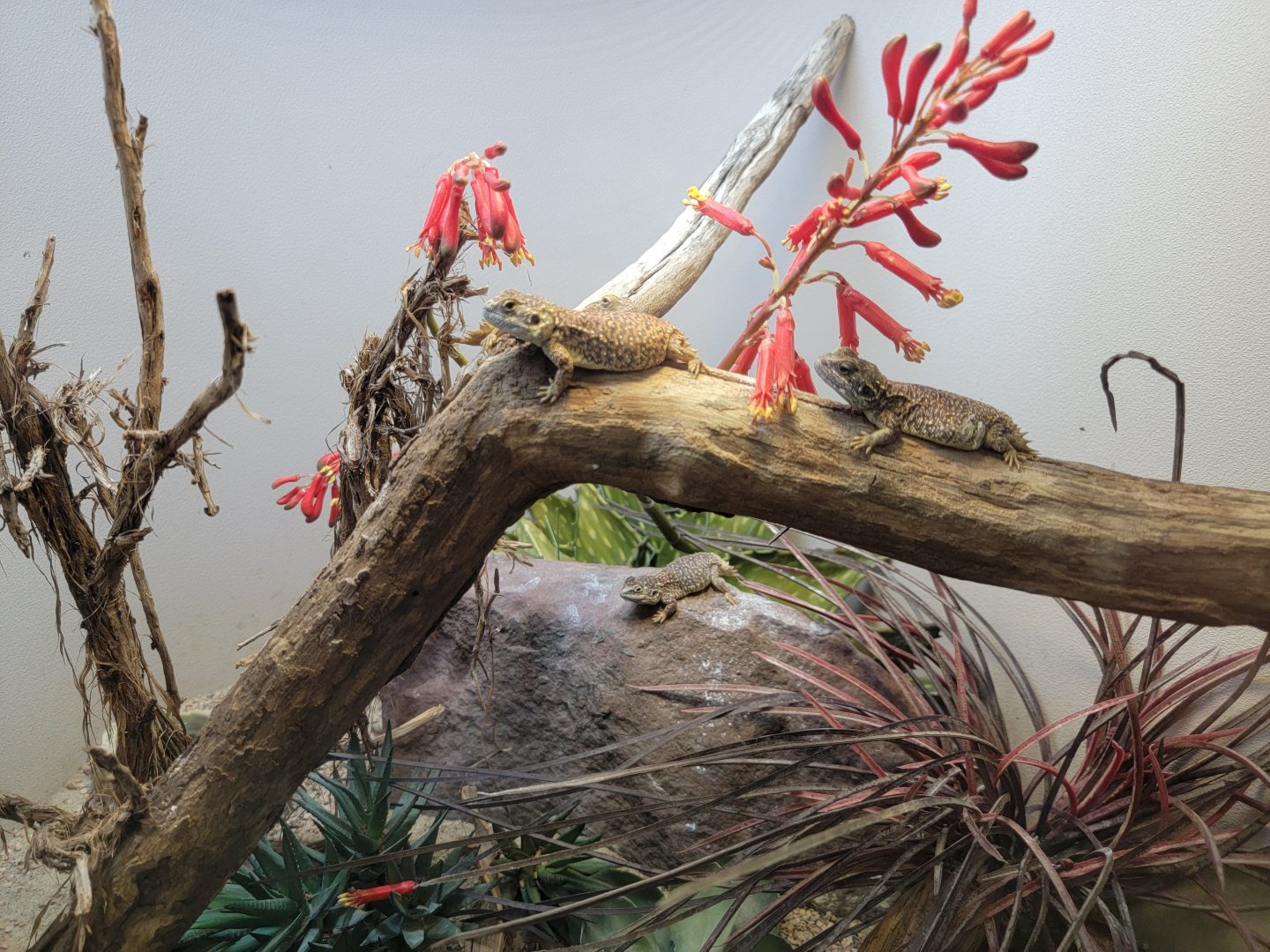 Bronx - RH - Shield-tailed Dwarf Agama