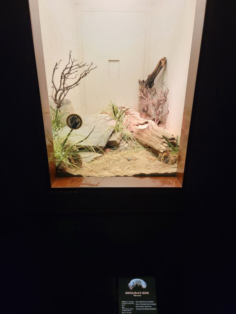 Bronx - RH - Shingleback Skink