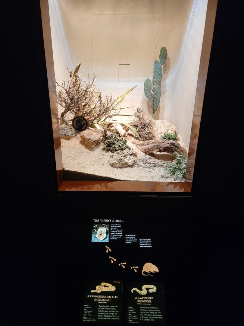 Bronx - RH - Southwestern Speckled Rattlesnake, Mojave Desert Sidewinder