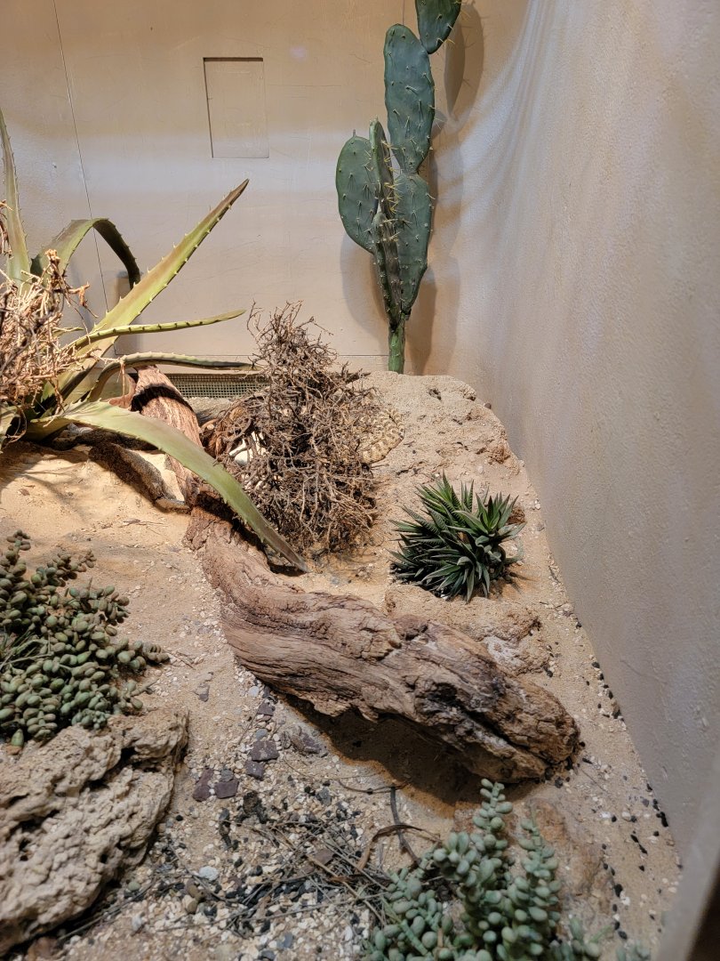 Bronx - RH - Southwestern Speckled Rattlesnake, Mojave Desert Sidewinder
