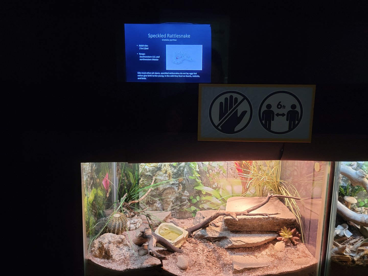 Bronx - RH - Speckled Rattlesnake, nursery