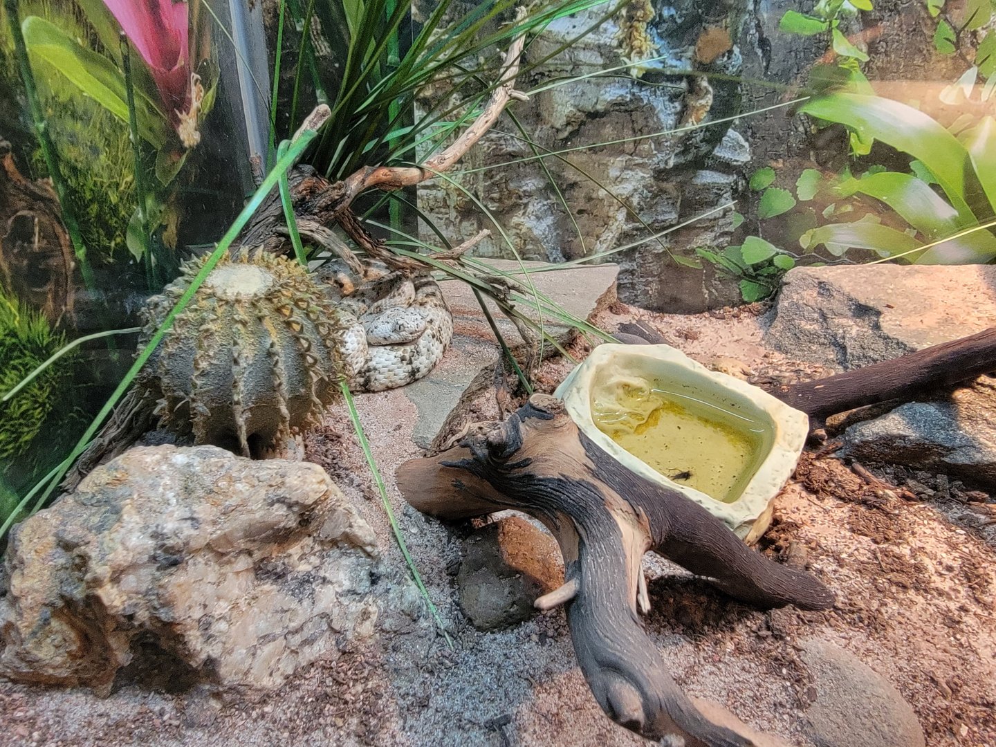 Bronx - RH - Speckled Rattlesnake, nursery