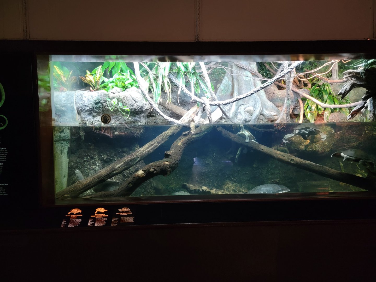 Bronx - RH - Spotted Pond Turtle, Giant Snake-necked Turtle, Red-bellied Short-necked Turtle