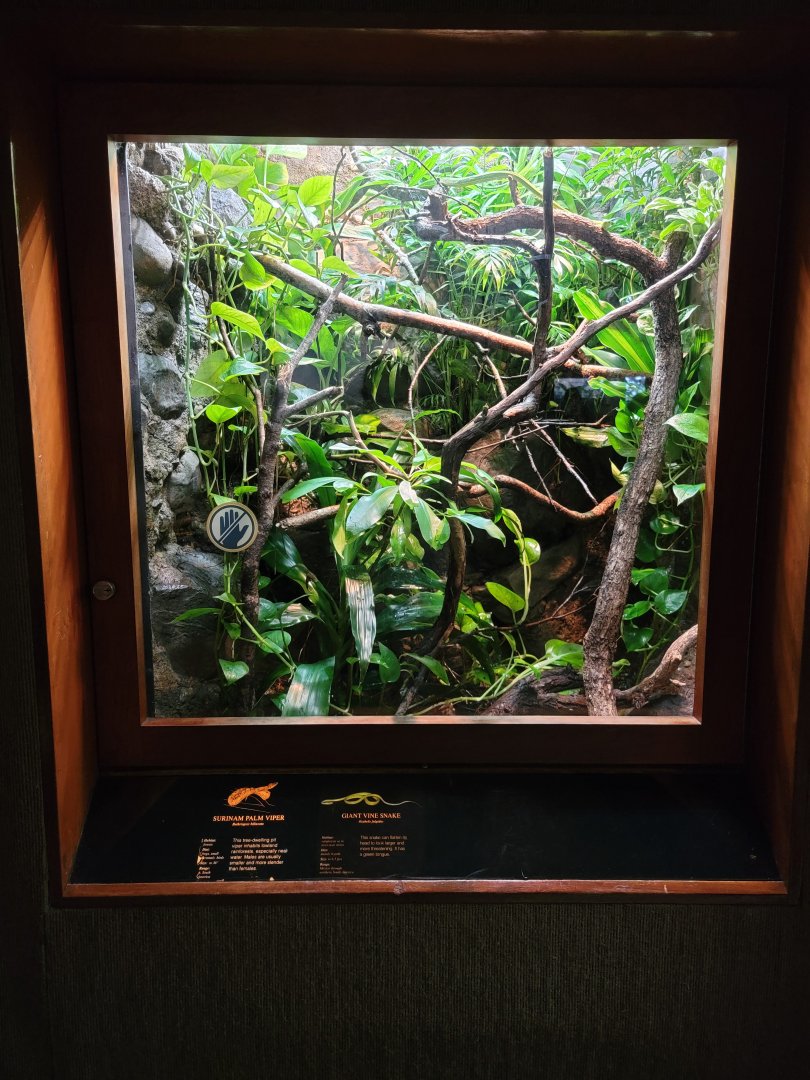 Bronx - RH - Surinam Palm Viper, Giant Vine Snake