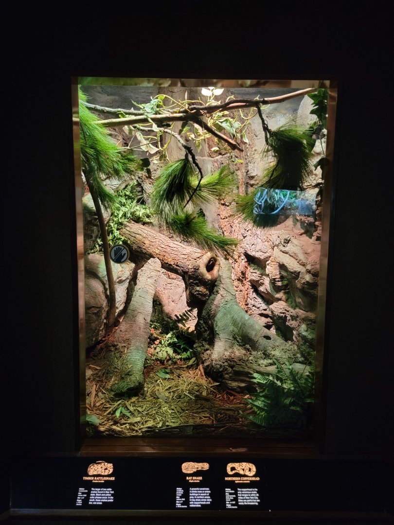 Bronx - RH - Timber Rattlesnake, Northern Copperhead, Rat Snake