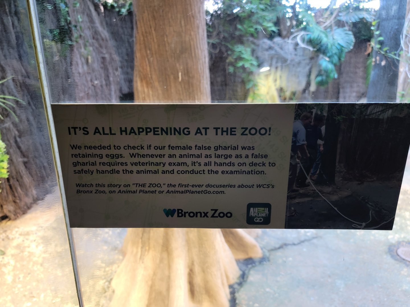 Bronx - RH - Tomistoma sign