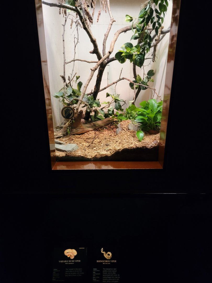 Bronx - RH - Variable Bush Viper