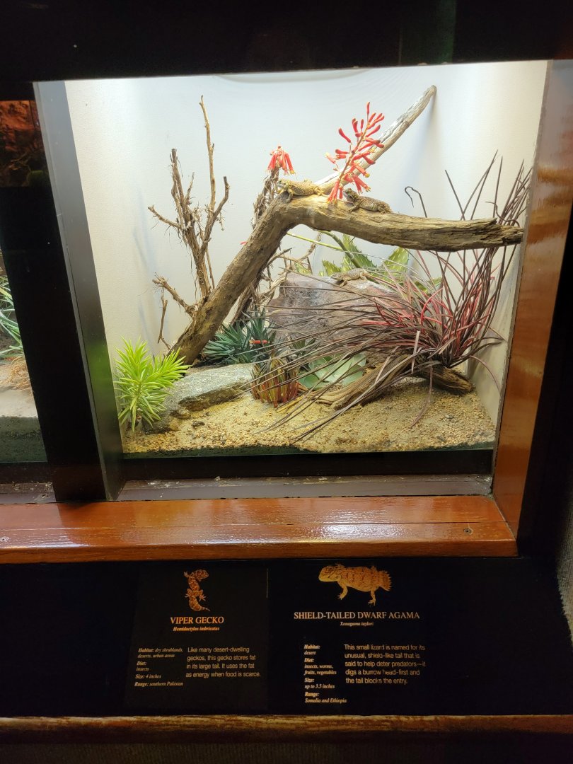 Bronx - RH - Viper Gecko, Shield-tailed Dwarf Agama